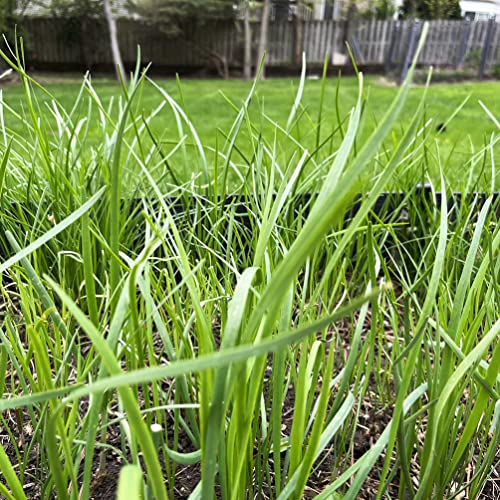 10 Organic Garlic Chives Live Plant Bare Roots