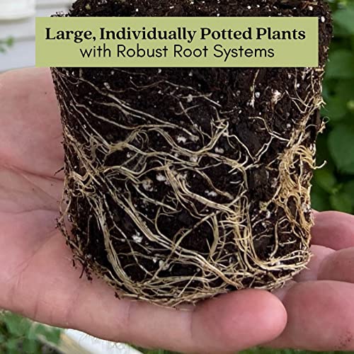 French Tarragon Herb Plants - Two Live Plants