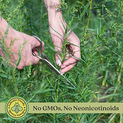 French Tarragon Herb Plants - Two Live Plants