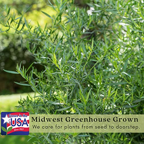 French Tarragon Herb Plants - Two Live Plants