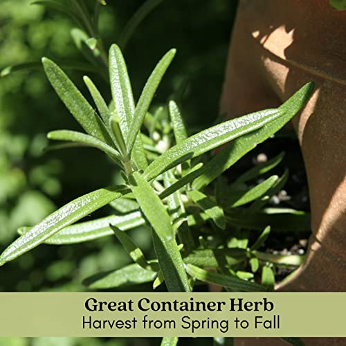 French Tarragon Herb Plants - Two Live Plants