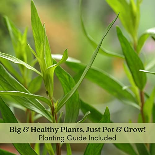 French Tarragon Herb Plants - Two Live Plants