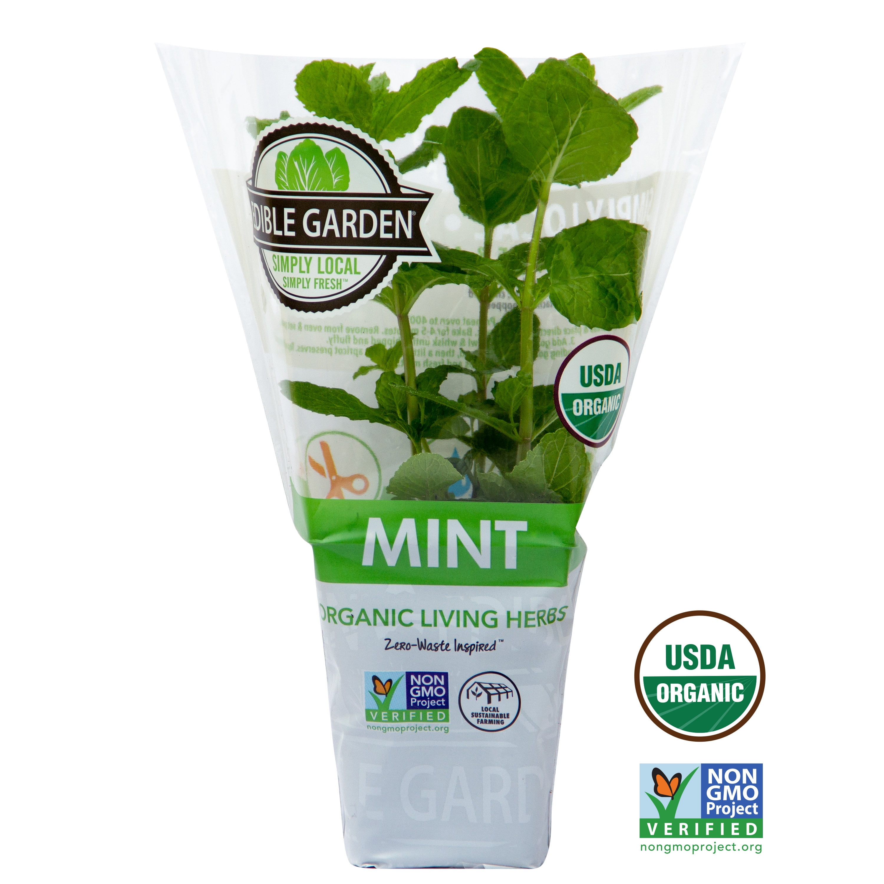 Mint Green Herb Plant in Potted Sprout House