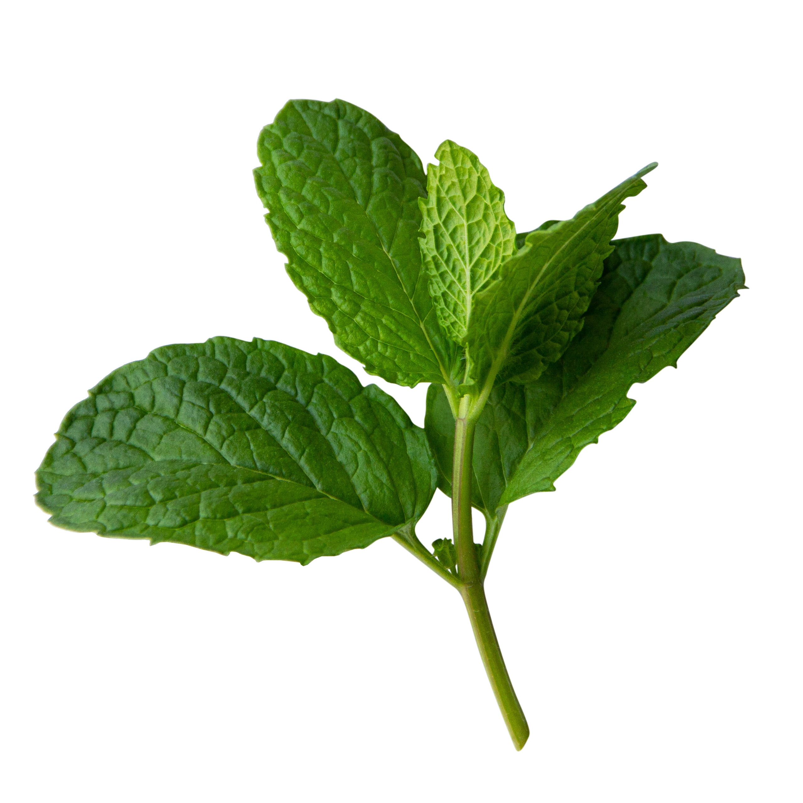 Mint Green Herb Plant in Potted Sprout House