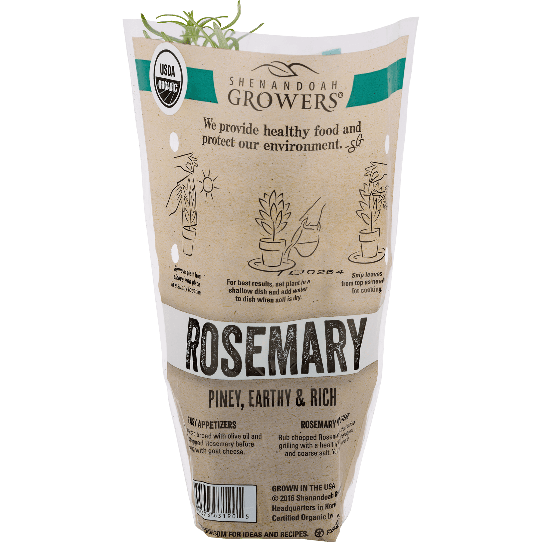 Organic Potted Rosemary Plant - 1 Each