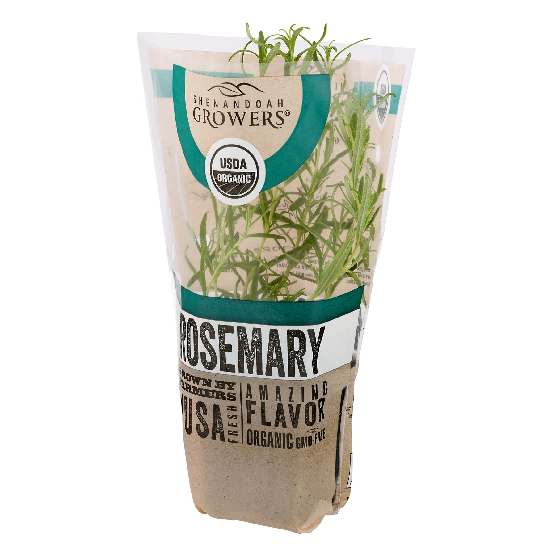Organic Potted Rosemary Plant - 1 Each