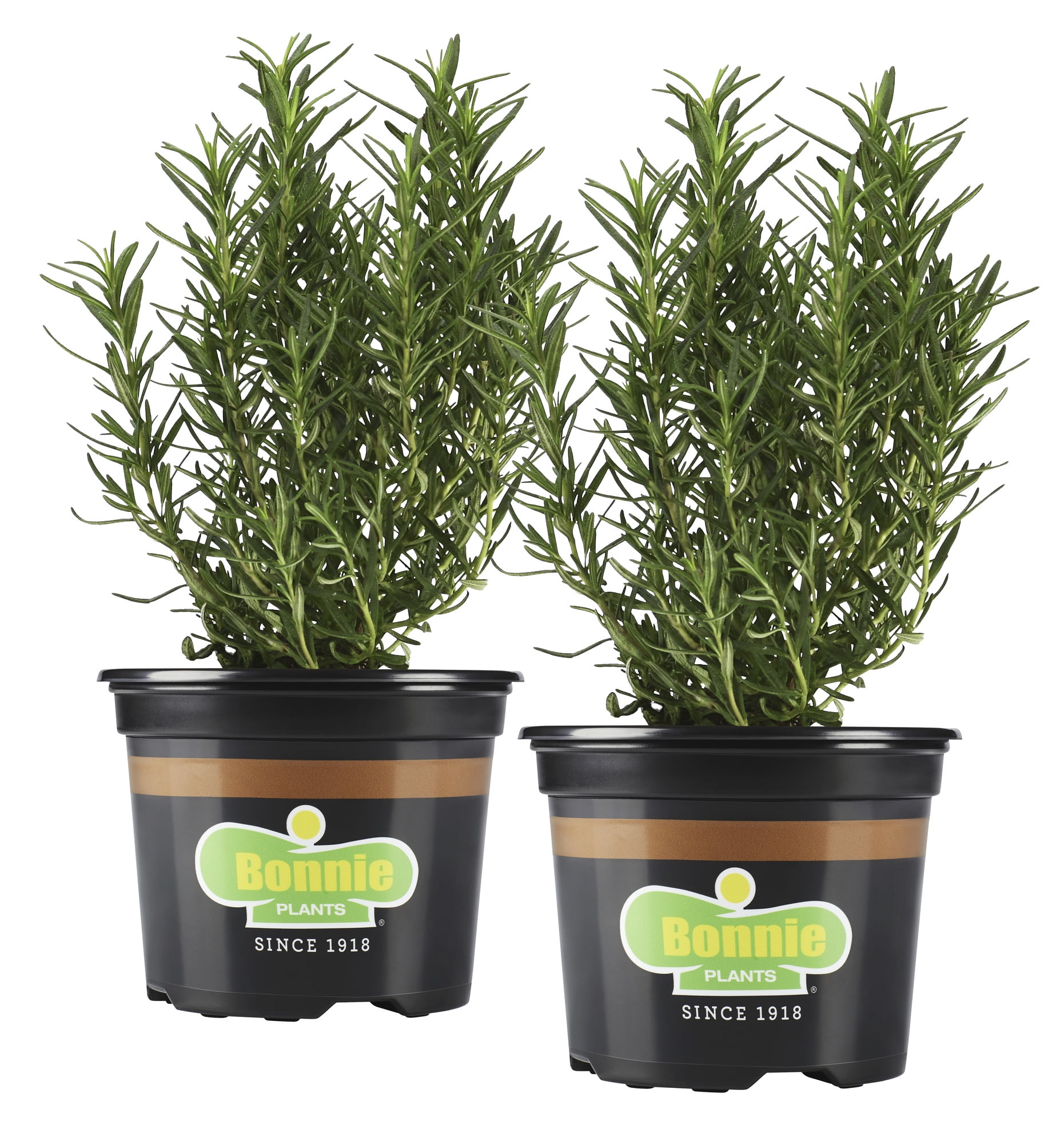 Bonnie Plants Rosemary 25 oz. Set of 2