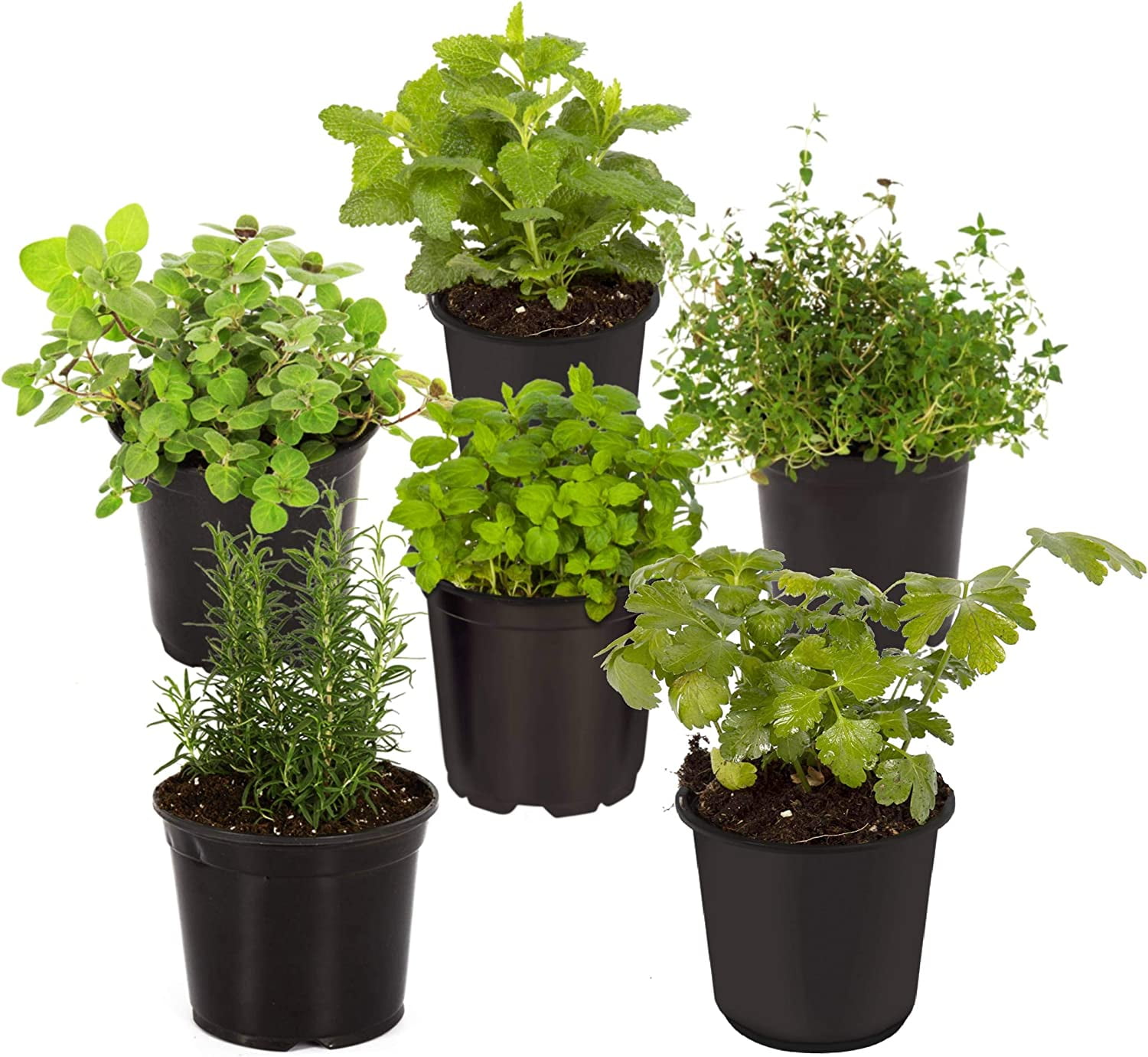Assorted Aromatic Herbs - Lavender, Eucalyptus, Lemon Balm