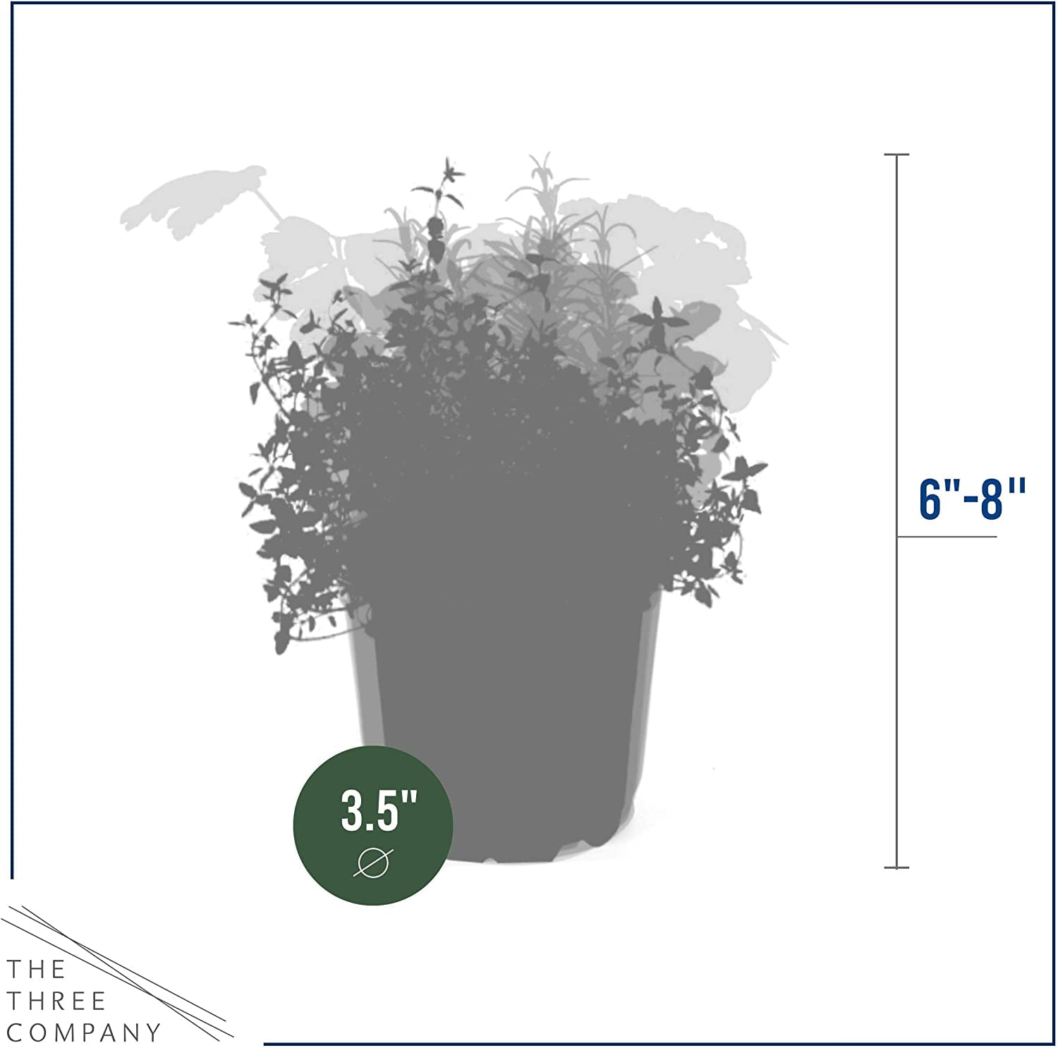 Assorted Aromatic Herbs - Lavender, Eucalyptus, Lemon Balm