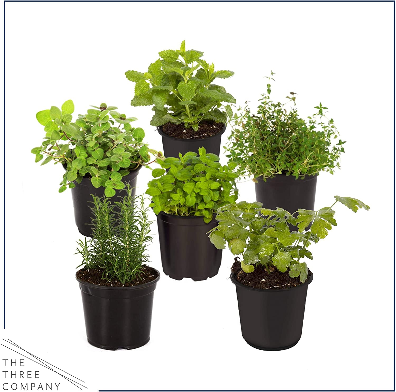 Assorted Aromatic Herbs - Lavender, Eucalyptus, Lemon Balm