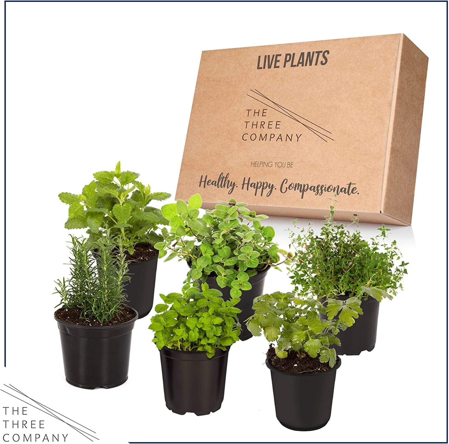Assorted Aromatic Herbs - Lavender, Eucalyptus, Lemon Balm