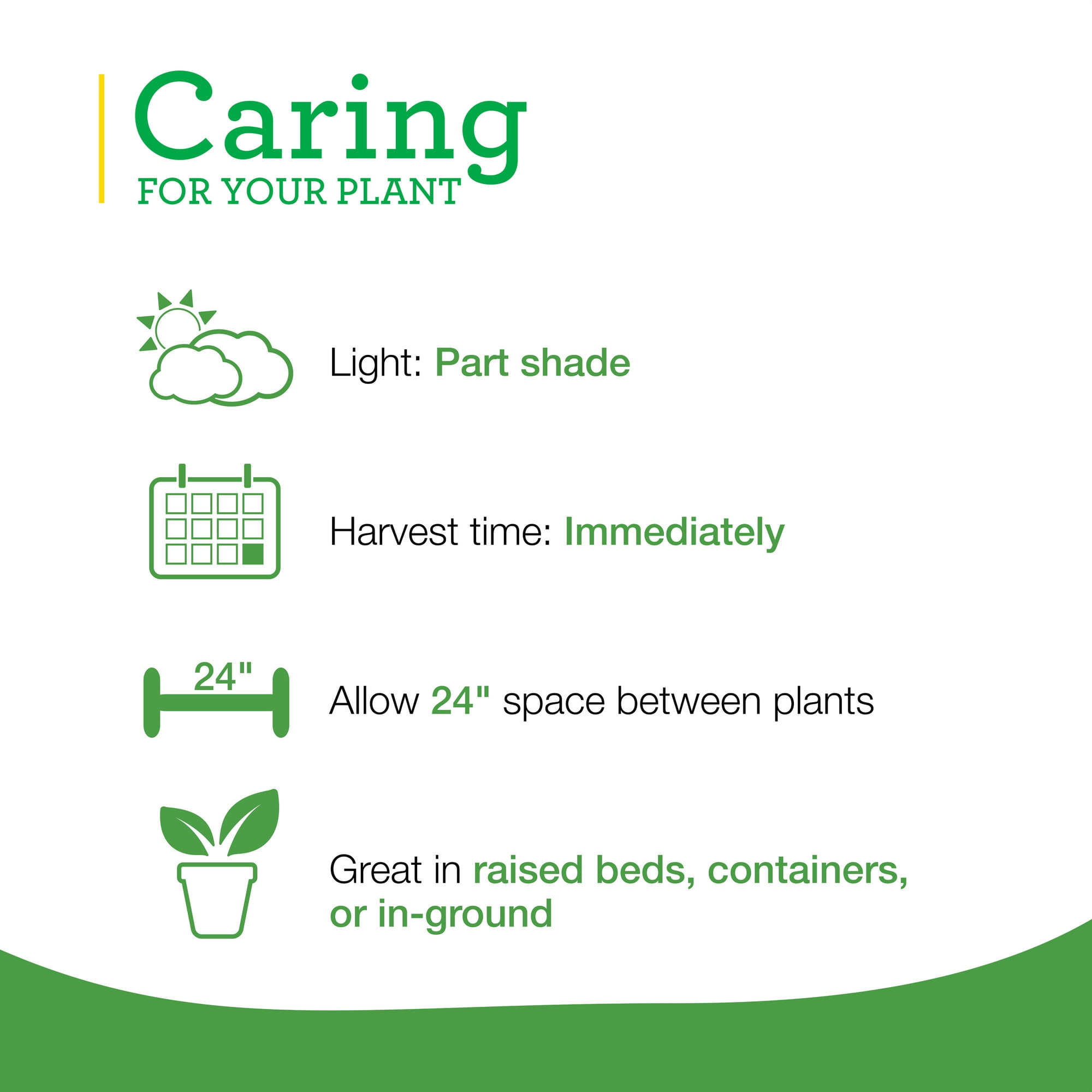 Sweet Mint 19.3 oz. 2-Pack: Bonnie Plants