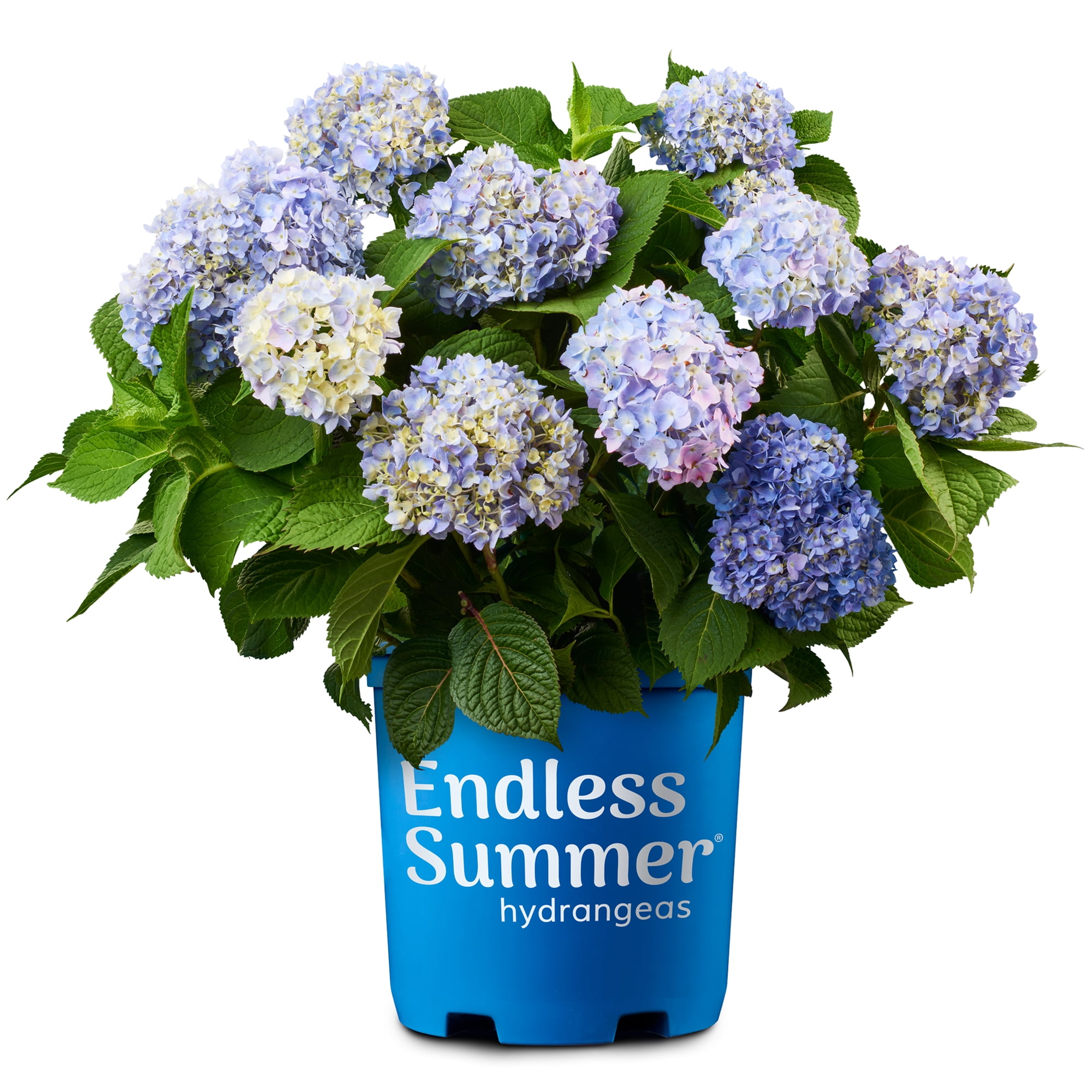 Endless Summer Hydrangea Live Shrub - 1 Gallon