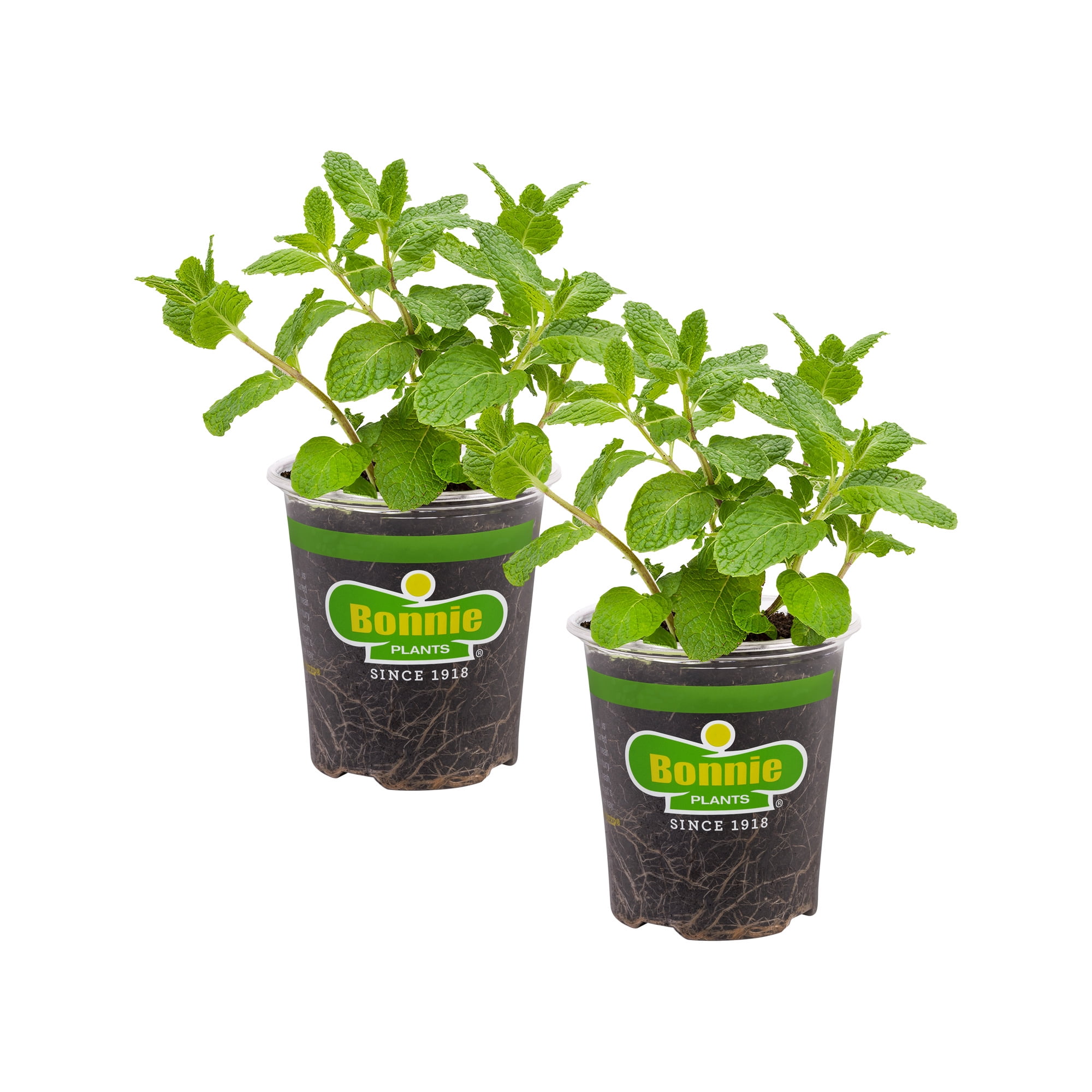 Sweet Mint 19.3 oz. 2-Pack: Bonnie Plants
