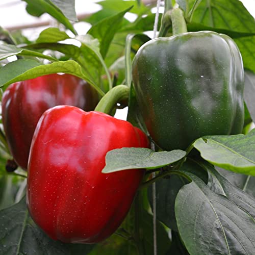 King Arthur Bell Pepper Plants; Sweet, Ripens Red