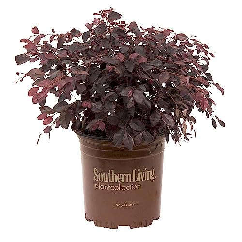 Purple Diamond Loropetalum Flowering Evergreen Shrub - Full Sun