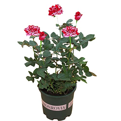 Dark Red Stripes Rose Bush for Outdoor Decor