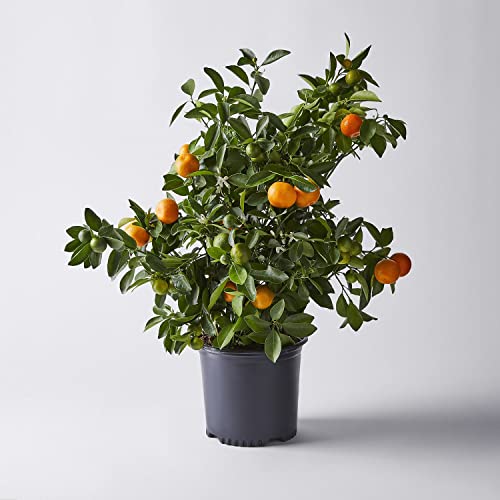 Calamondin Citrus Plant - Not Shipping to CA, AZ, TX