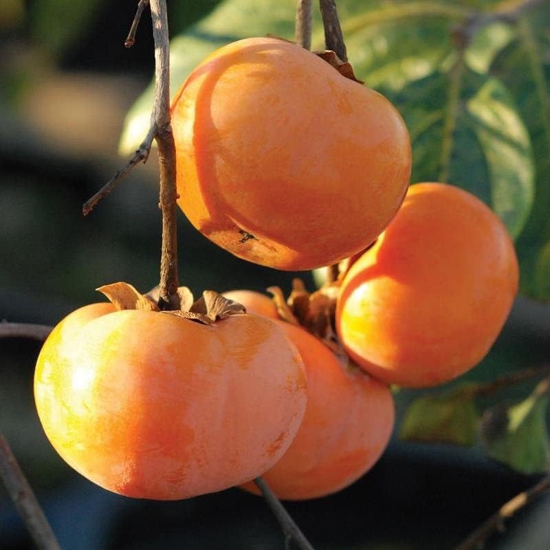 American Persimmon Tree Live Plant, 6-12" Tall, 4" Pot