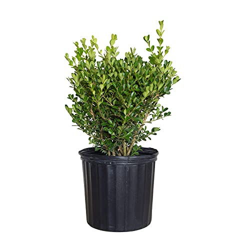 Japanese Boxwood Hedge Shrub - Full Sun Live Plant