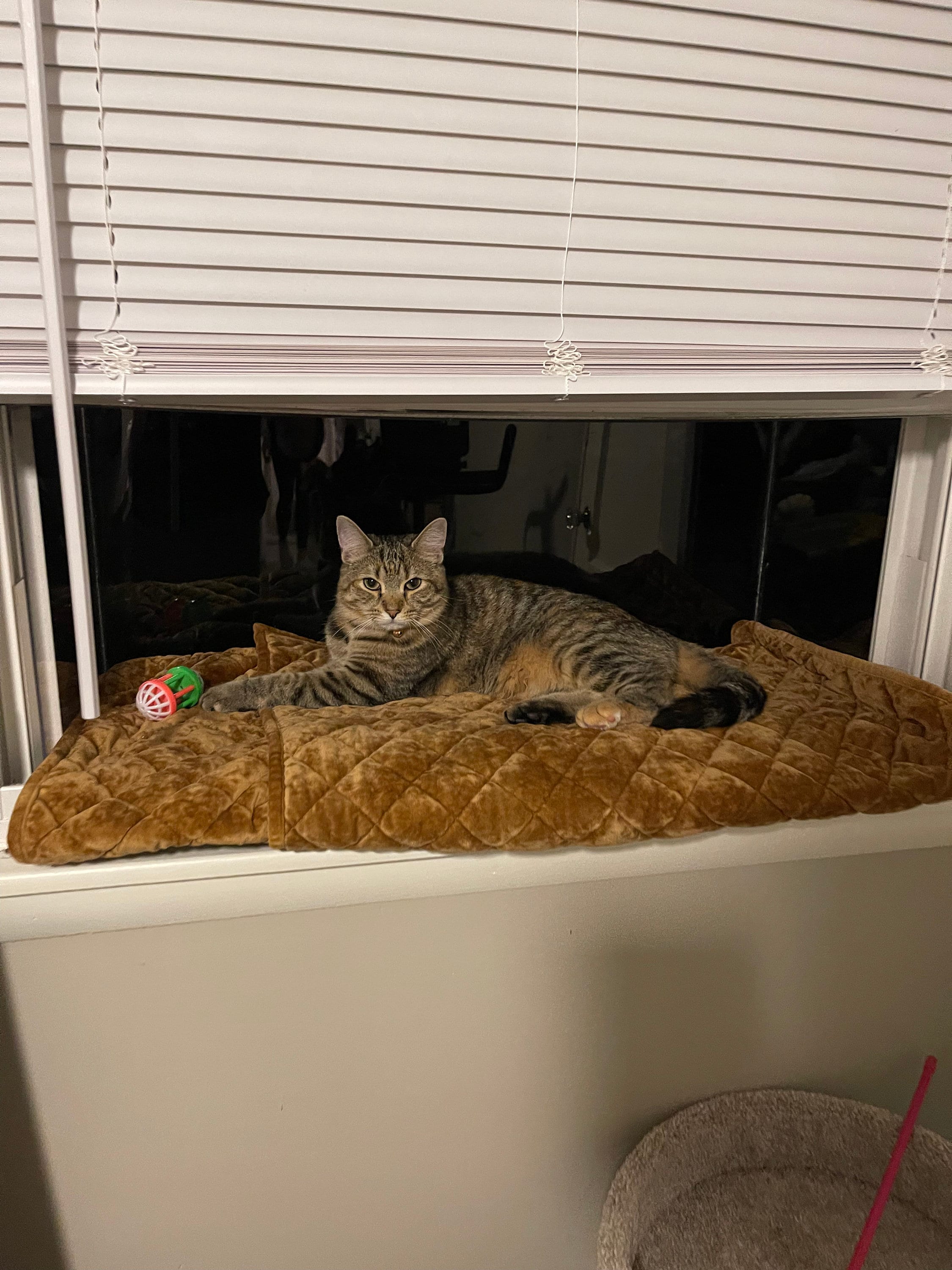 Window Catio - Custom Fit (24"-36")