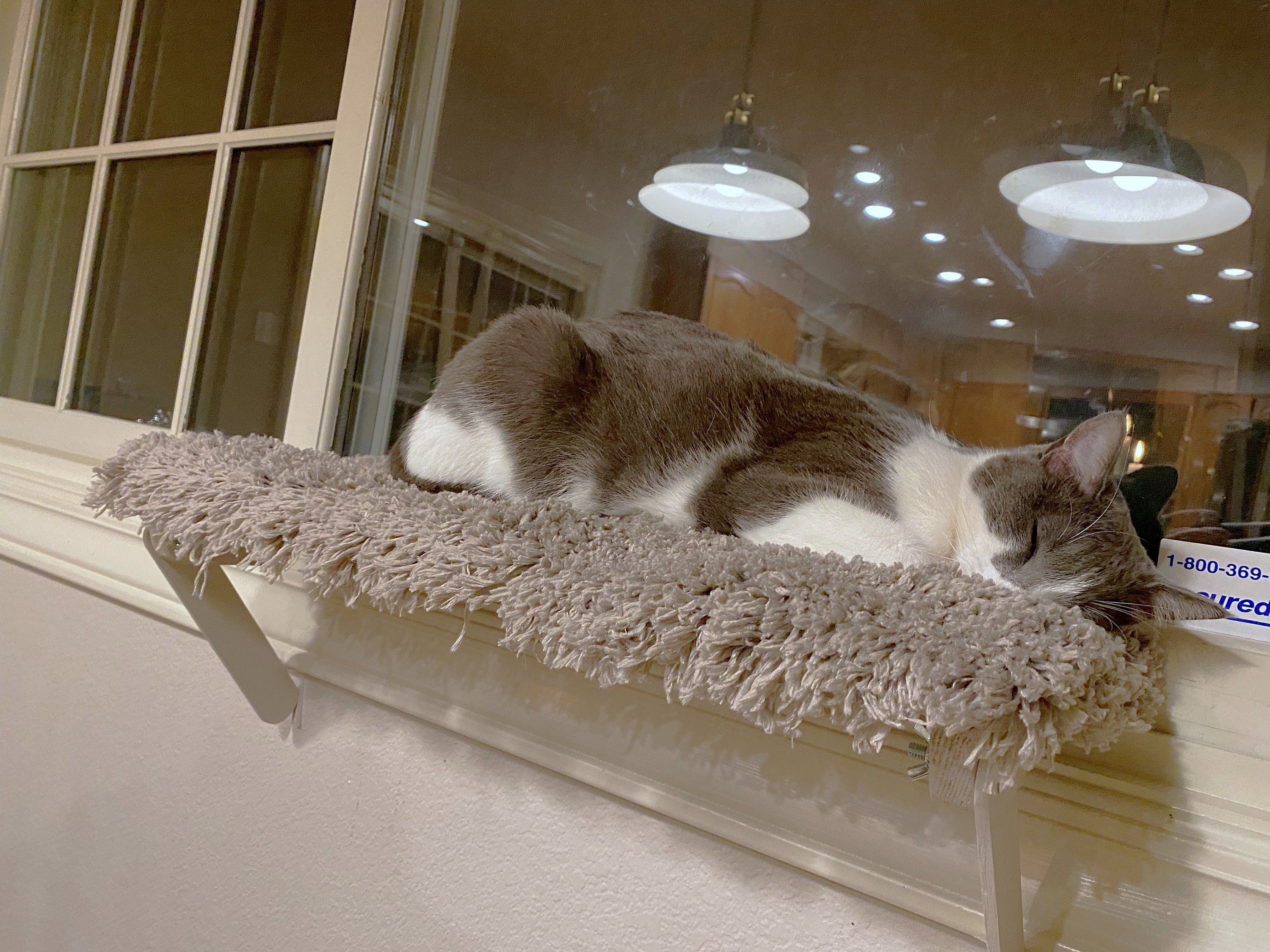 Easy Install Cat Window Perch