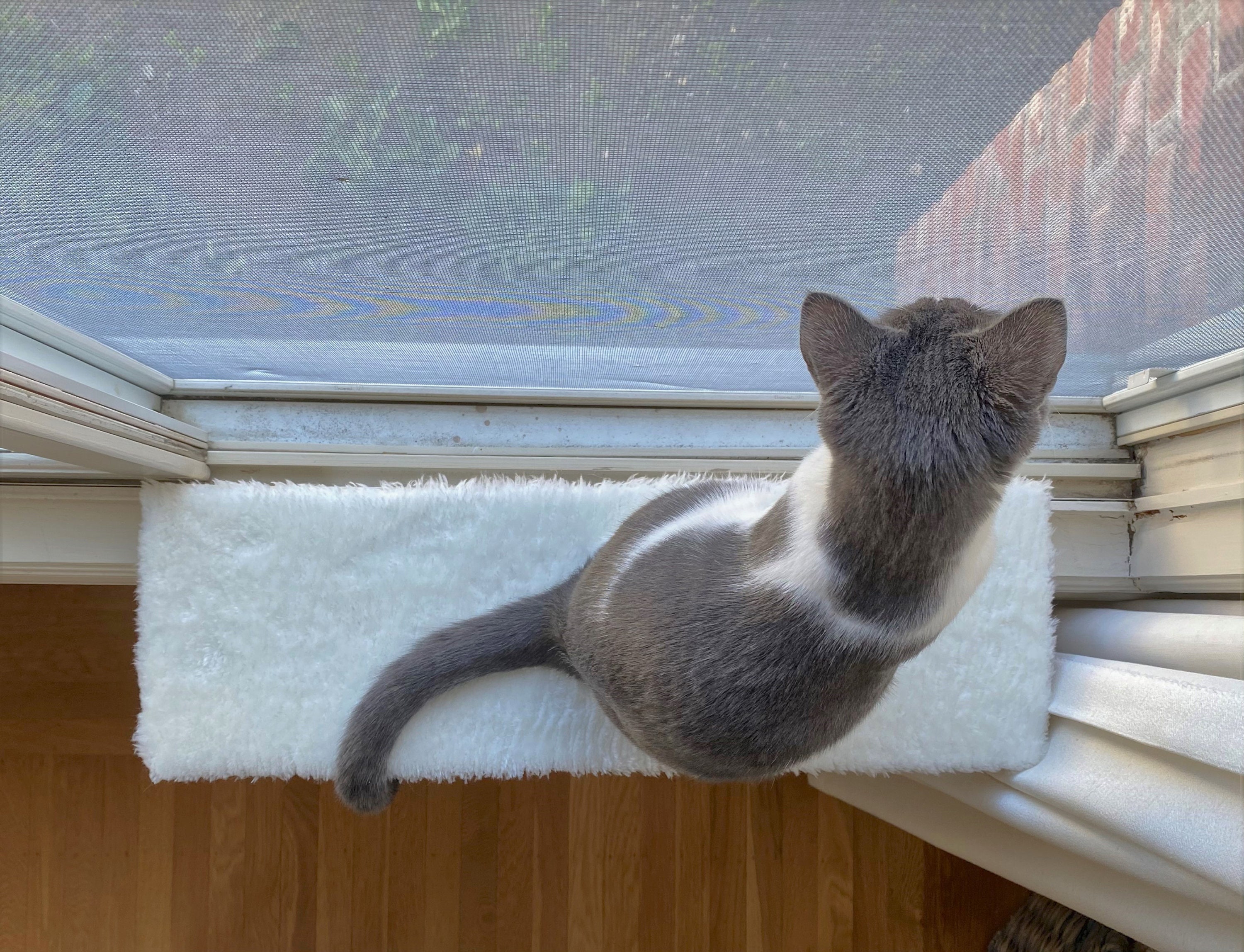 Easy Install Cat Window Perch