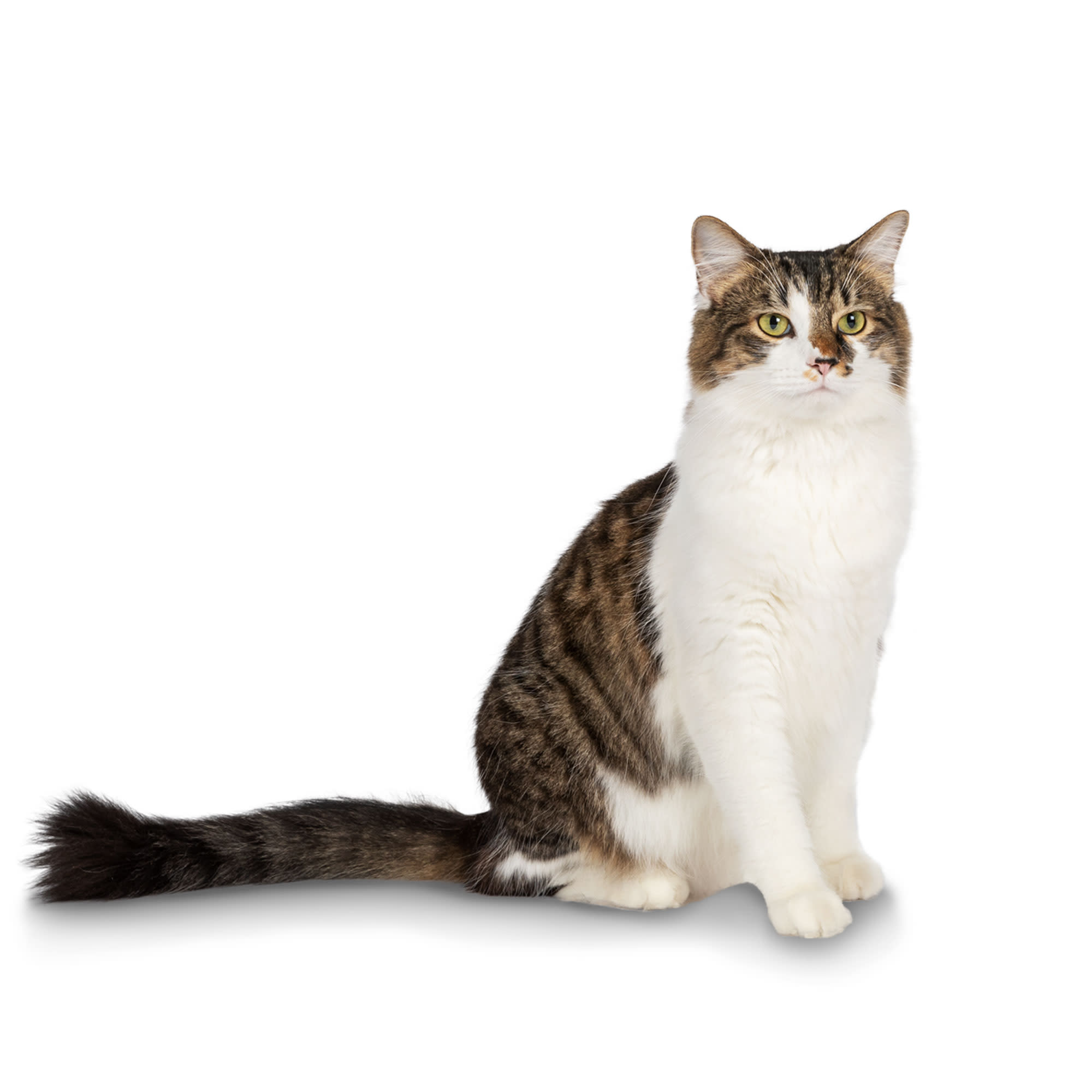 Premier Pet Crystal Litter - 2 Pack