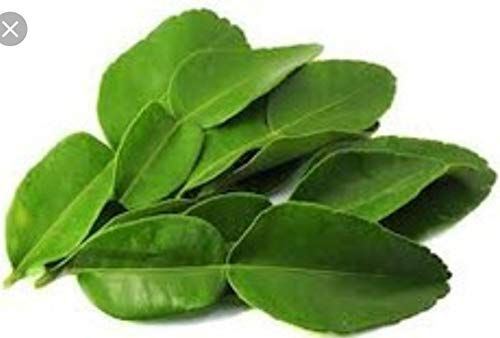 Premium 2 oz. Kaffir Lime Leaves from California