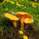 Premium Grade 2oz Dried Chanterelle Mushrooms for Home