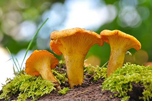 Premium Grade 2oz Dried Chanterelle Mushrooms for Home