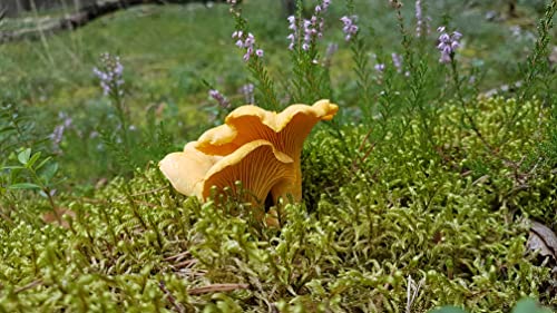 Dried Chanterelle Mushrooms, 3 oz - Forest Food