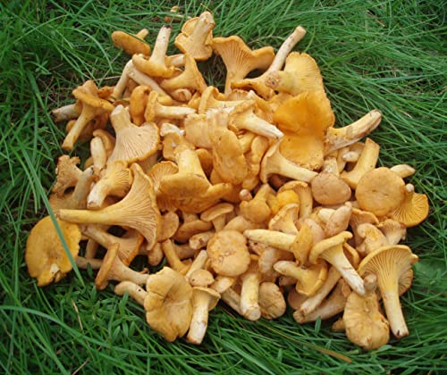 Dried Chanterelle Mushrooms, 3 oz - Forest Food