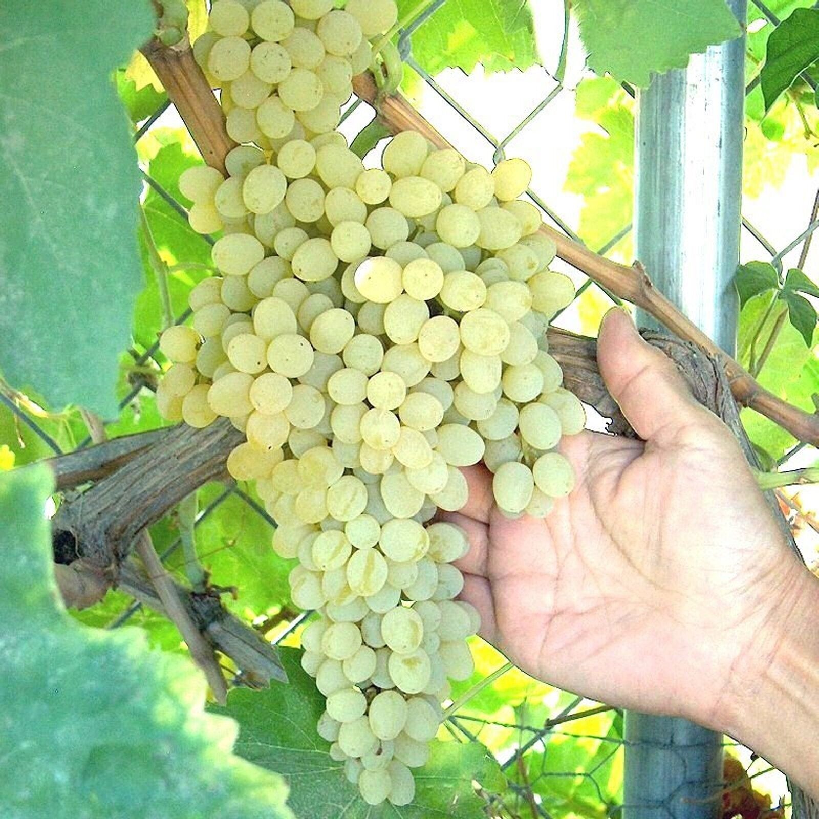 T211A (1) Thompson Vine Bare Root Plant Green Seedless Sweet Table Grape Raisin