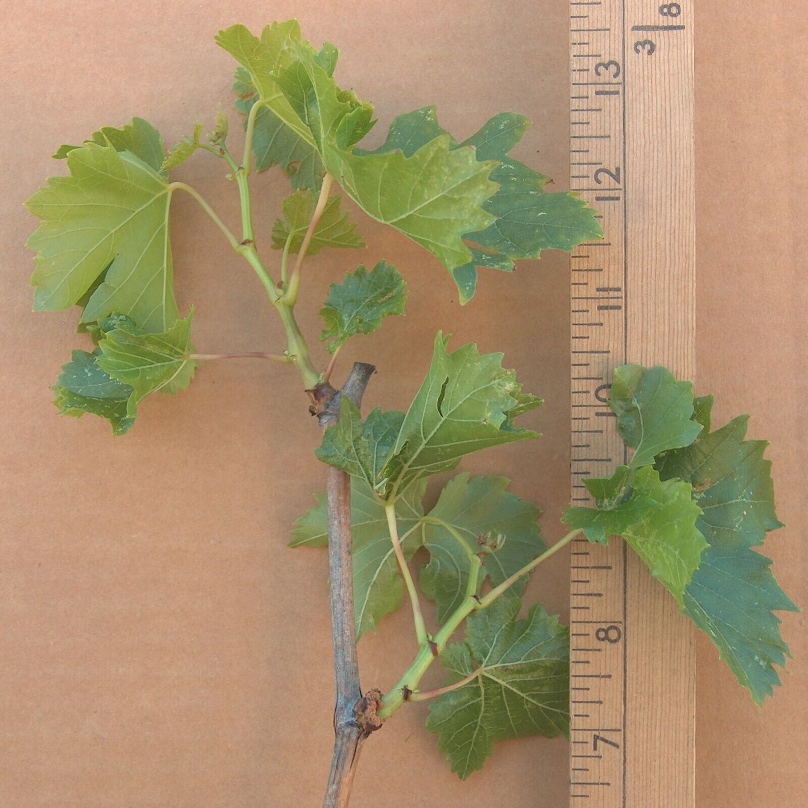 T211A (1) Thompson Vine Bare Root Plant Green Seedless Sweet Table Grape Raisin