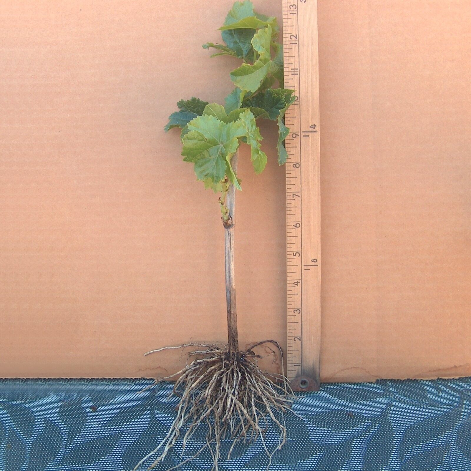 T211A (1) Thompson Vine Bare Root Plant Green Seedless Sweet Table Grape Raisin