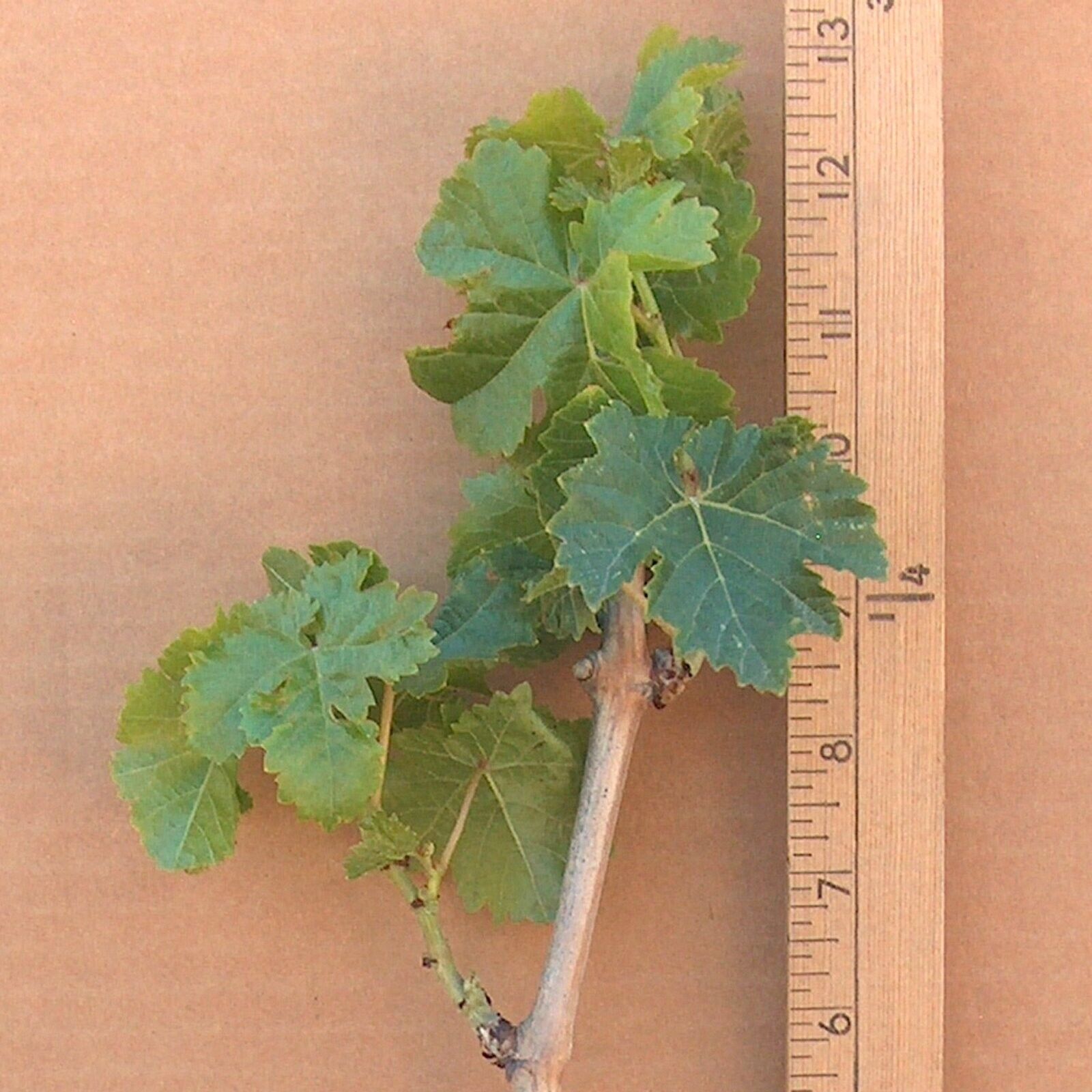 T211A (1) Thompson Vine Bare Root Plant Green Seedless Sweet Table Grape Raisin