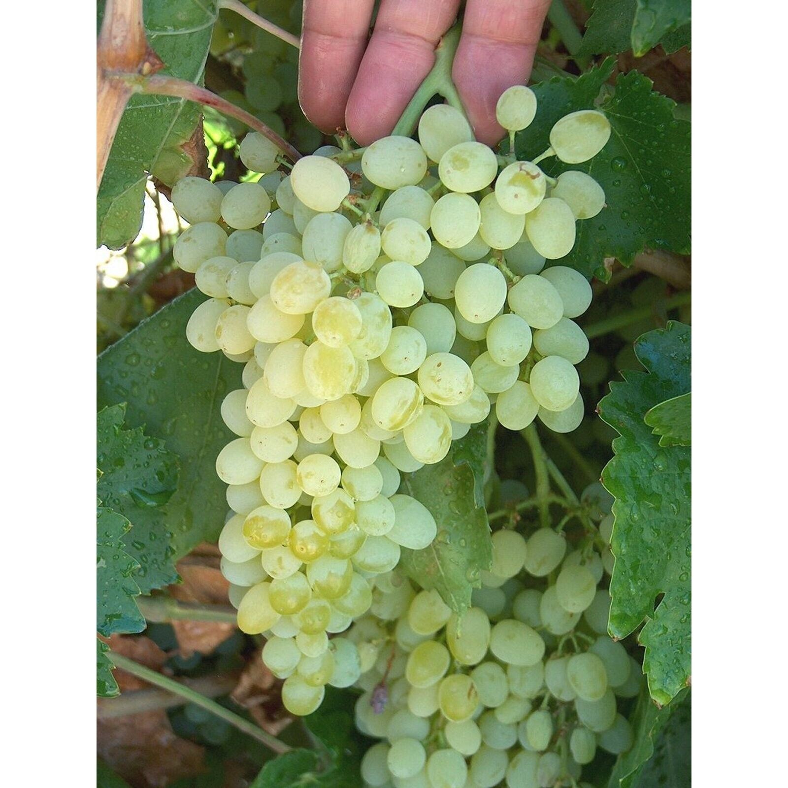 T211A (1) Thompson Vine Bare Root Plant Green Seedless Sweet Table Grape Raisin