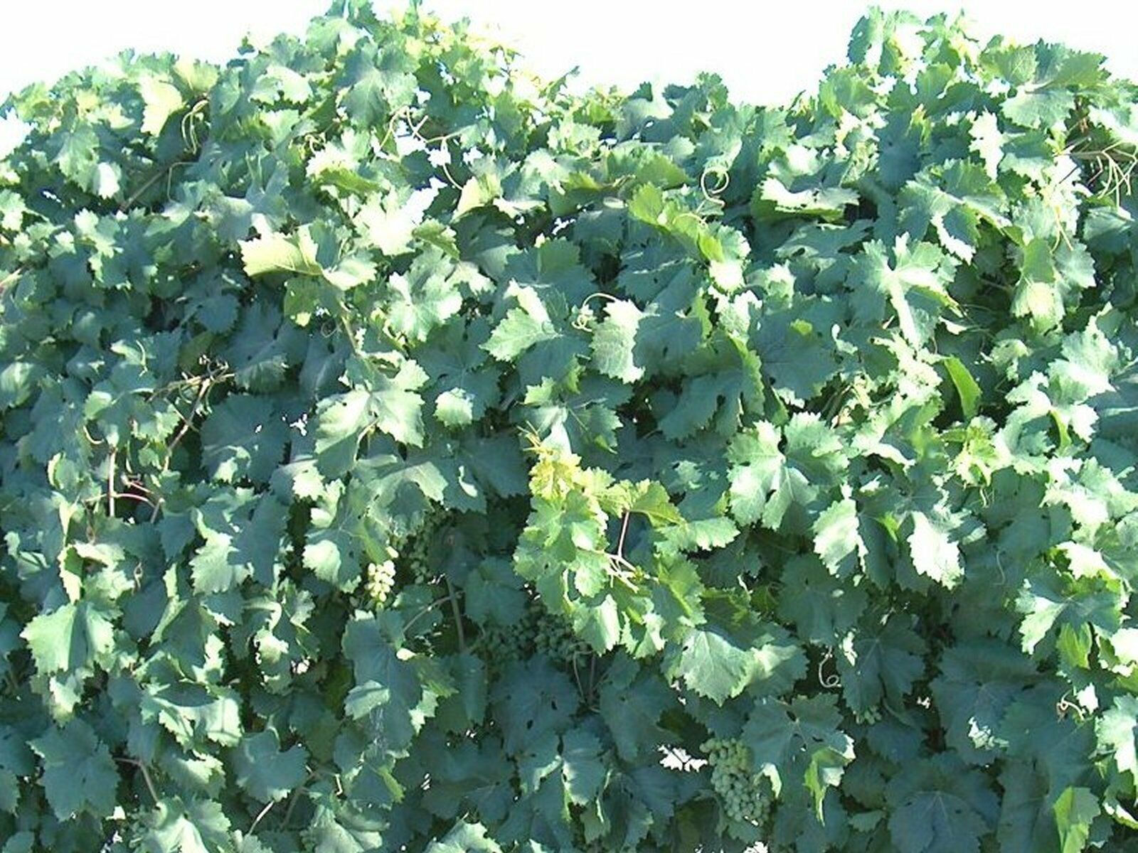 T211A (1) Thompson Vine Bare Root Plant Green Seedless Sweet Table Grape Raisin