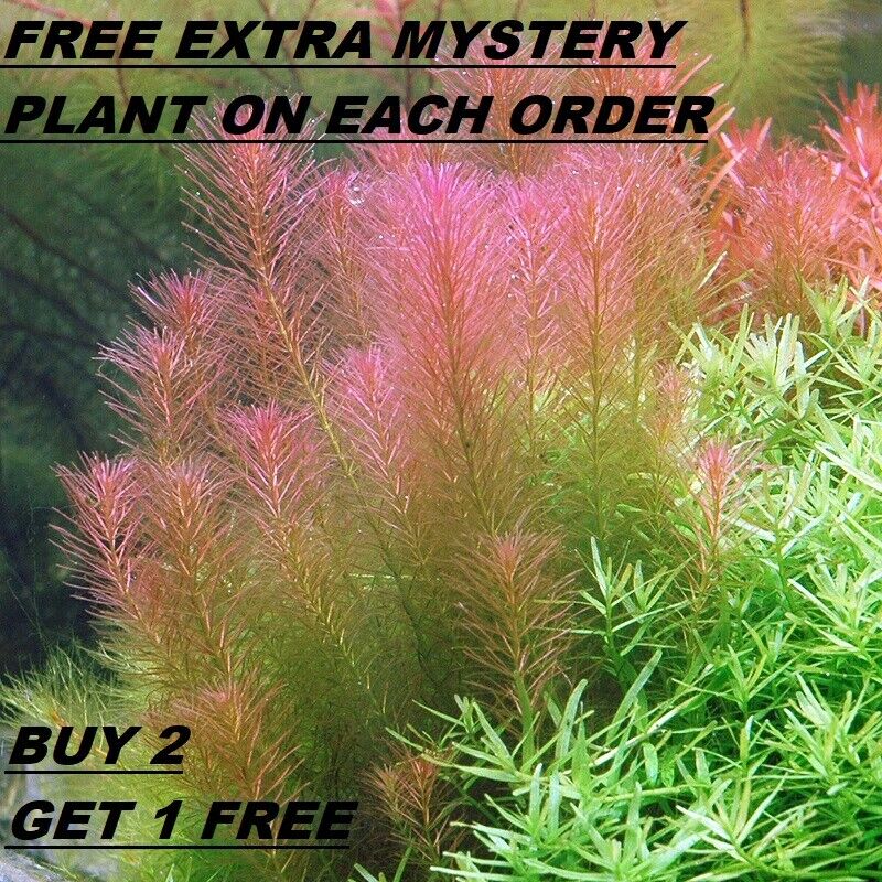  B2G1 Rotala Wallichii Bundle Stem Freshwater Live Aquarium Plant Planted Tank