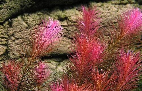  B2G1 Rotala Wallichii Bundle Stem Freshwater Live Aquarium Plant Planted Tank