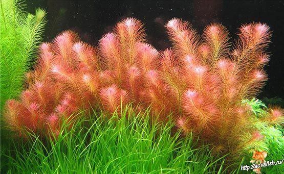  B2G1 Rotala Wallichii Bundle Stem Freshwater Live Aquarium Plant Planted Tank