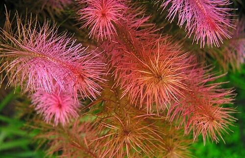  B2G1 Rotala Wallichii Bundle Stem Freshwater Live Aquarium Plant Planted Tank