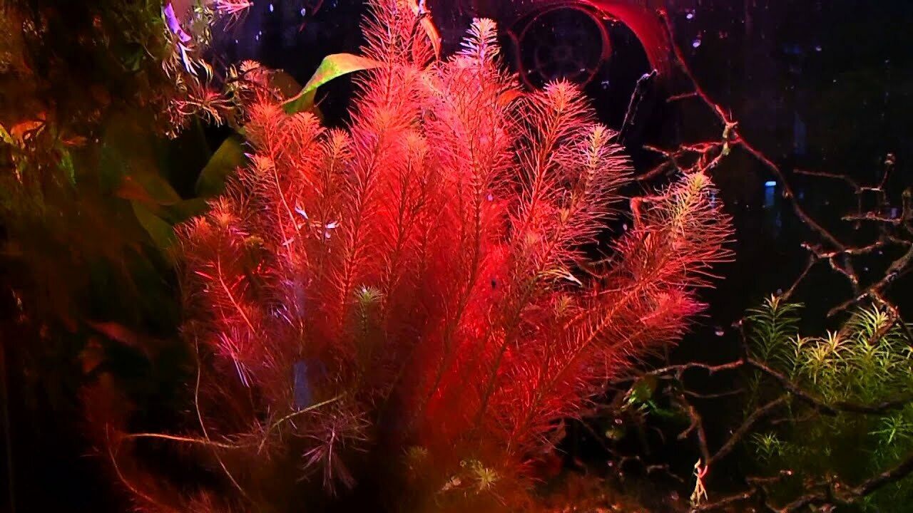  B2G1 Rotala Wallichii Bundle Stem Freshwater Live Aquarium Plant Planted Tank