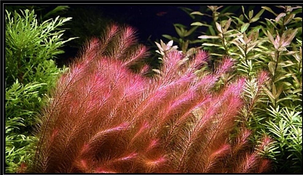  B2G1 Rotala Wallichii Bundle Stem Freshwater Live Aquarium Plant Planted Tank