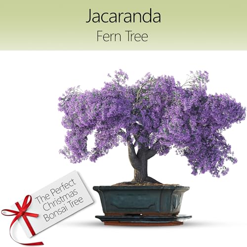 Bonsai Tree kit AVBK1-X3