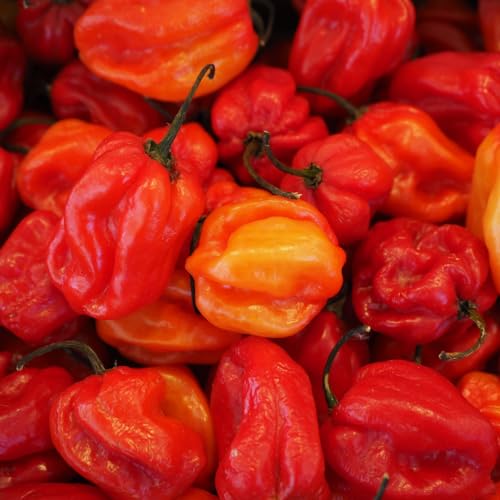 GranAroma Habanero Chile Powder, Hot & Spicy, Soups & Sauces (2.56 Ounce)