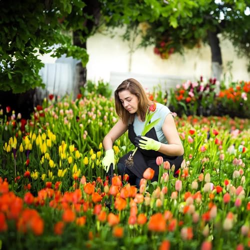 olybell Stainless Weeding Artifact Uprooting Weeding Tool, Stainless Steel Forged Weed Puller 4 Teeth Dual Purpose Weeder, Hand Weeder Tool for Gardening with Long Handle (Black 2Pcs)