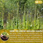 FreshDrinkUS, Premium 15 Mullein Leaf Tea Bags For Lung, 100% Natural & Pure from Mullein Leaves. Loose Leaf Mullein Herbal Tea. Made with Natural Material Tea Bags. No Sugar, No Caffeine, No Gluten, Vegan.