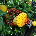 Fruit Picker Basket Head, Fruit Picker Tool, Fruit Harvesting Attachment for Harvesting Fruit, Fruit Tree Grabber Tool with Foam Cushion for Gathering Orange, Lemon, Pear, Not Include Pole